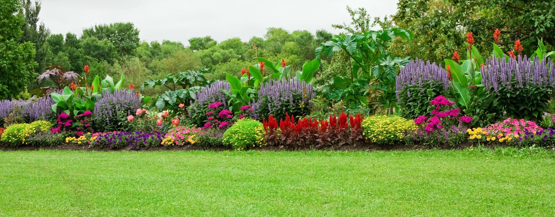 Kolorowe rośliny w ogrodzie